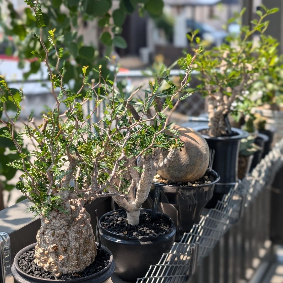 メンテナンスでお伺いしたお客様の多肉植物に感動！
#多肉植物